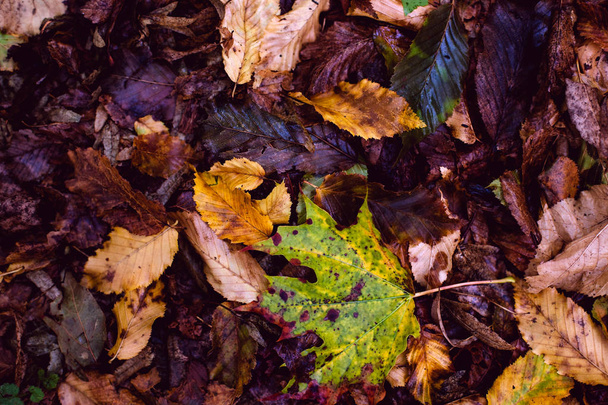 Dry, fallen leaves. - Photo, Image
