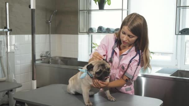 Il cane di carlino a un veterinario
 - Filmati, video
