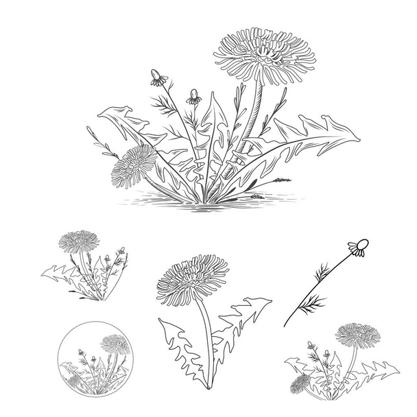  Vintage Draw of Dandelion and Other Herbs Set - Vector, Image