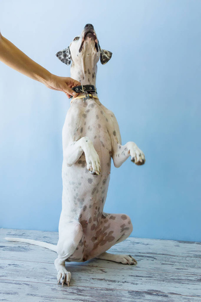 sitting on hind legs English pointer womens hand holds it - Foto, imagen