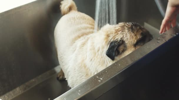 Mops pies bierze prysznic - Materiał filmowy, wideo
