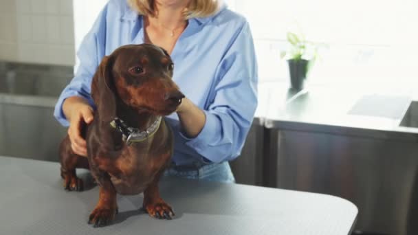 La donna bionda accarezza il cane-tasso tedesco
 - Filmati, video