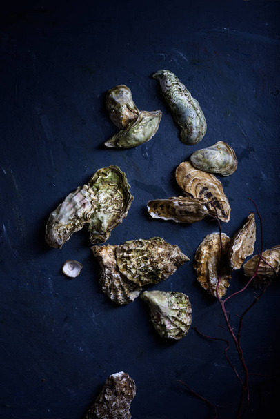 Oysters, on dark blue background. Top view. - Foto, imagen