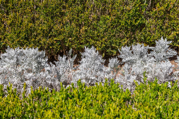 schludny Park topiary roślinami wygładzonymi liniami  - Zdjęcie, obraz