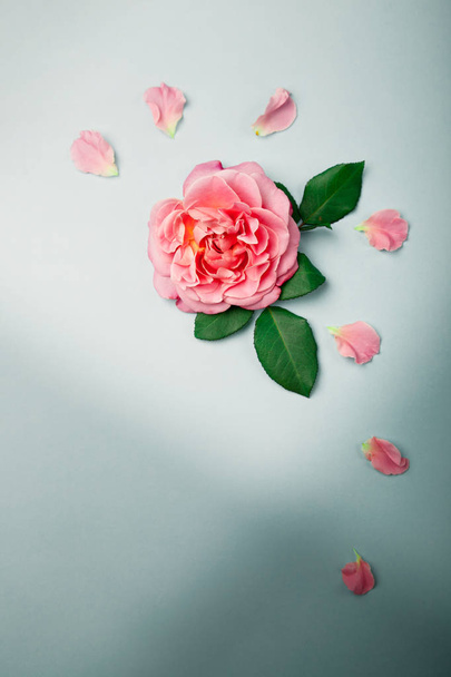 Blue background with rose and petals, plenty of copy space - Photo, Image
