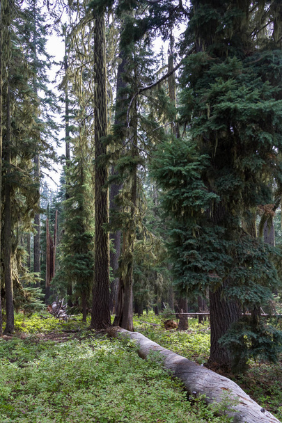 The woods, Oregon  - Photo, Image