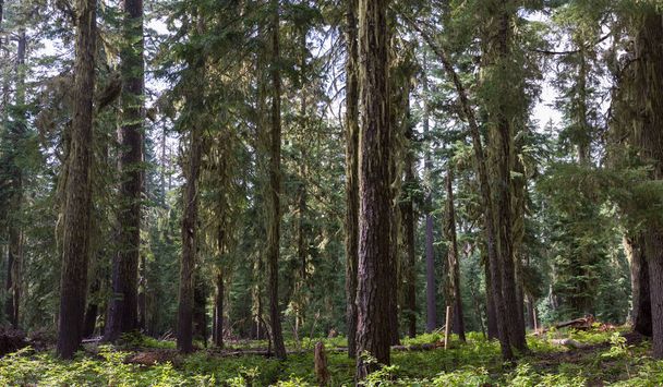 Woods, Oregon  - Fotoğraf, Görsel