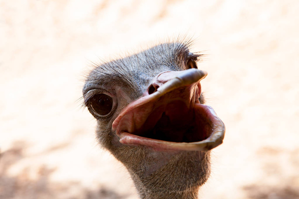 cara divertida de avestruz boca ancha
  - Foto, imagen