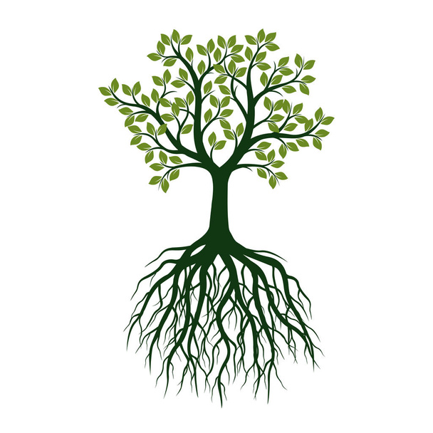 grüner Baum mit Blättern und Wurzeln. Vektorillustration. - Vektor, Bild