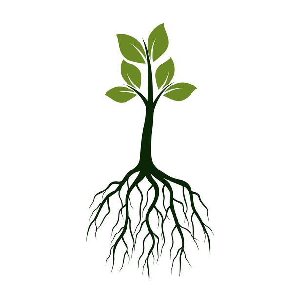 Green Tree with Leaves and Roots. Vector Illustration. - Vector, Image