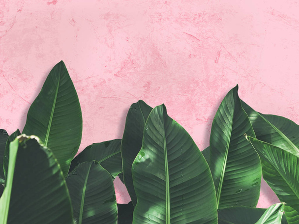 zöld levelek, rózsaszín grunge beton falon. - Fotó, kép