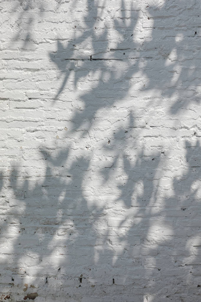 Tree and leaves shadow on white texture wall - Zdjęcie, obraz