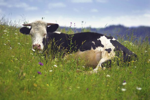 ειρηνική χαλαρή μαύρο και άσπρο αγελάδα  - Φωτογραφία, εικόνα