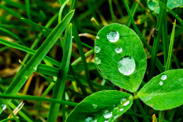 Raindrops on a green leaf close-up. Drops of water on a green plant macro. - Fotoğraf, Görsel