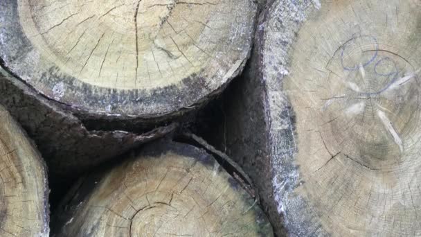 Stapel gehakte brandhout. Op elkaar gestapeld vers gehakte boom logboeken omhoog in een stapel. Houtindustrie. - Video
