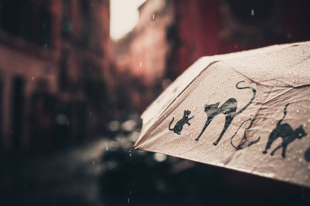 Está lloviendo gatos y perros: gotas de lluvia cayendo del paraguas
 - Foto, imagen