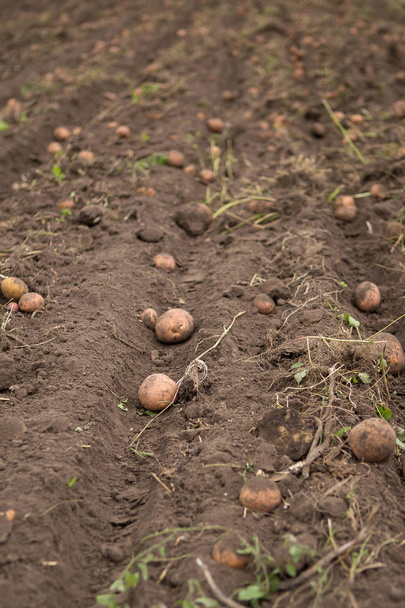 Champ agricole sur lequel les pommes de terre sont récoltées
. - Photo, image