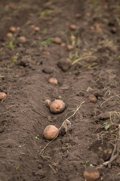 Campo agrícola en el que se cosechan patatas
. - Foto, imagen