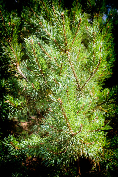 Сосна дерево текстур
 - Фото, зображення