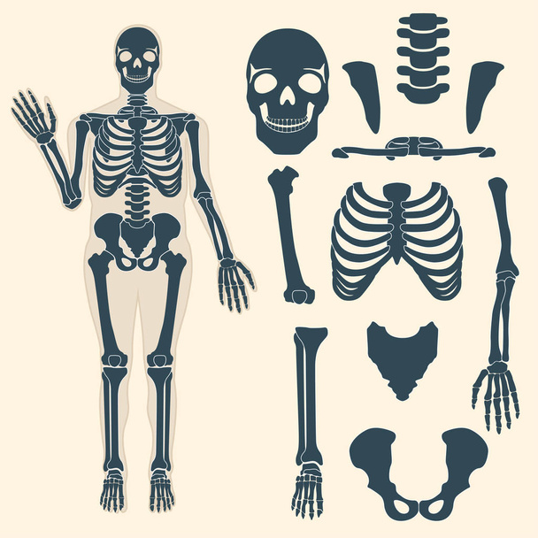 Human skeleton with different parts. Anatomy of human body, wrist and thorax, chest, finger and skull, jaw and pelvis. Skeleton didactic or anatomical body - Vector, Image