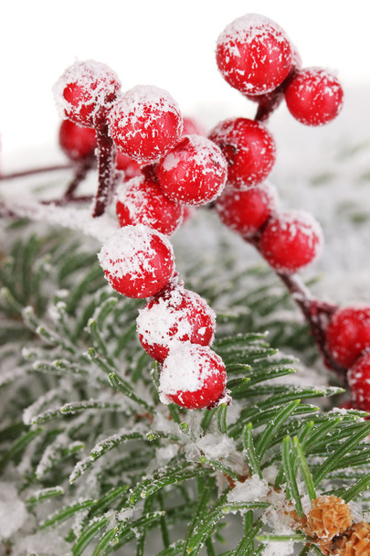 Rowan berries with spruce covered with snow - Foto, Imagen