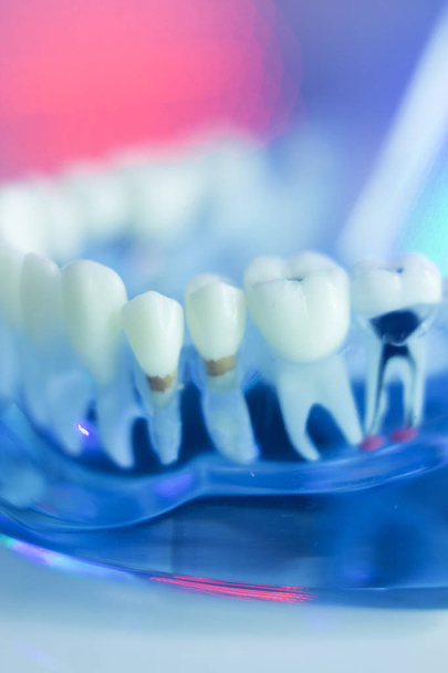 Model zubař zubní zuby - Fotografie, Obrázek