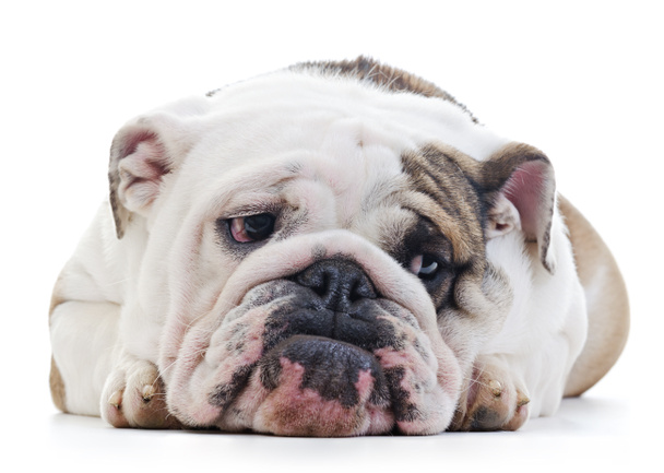 Englanti Bulldog - Valokuva, kuva