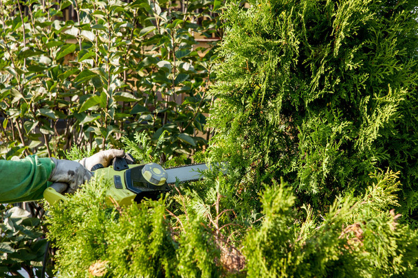 cutting bushes / trimming the bushes - Photo, Image