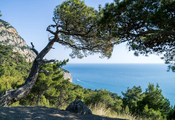 Black Sea Bay and Pine Tree on Crimean Mountains - Photo, image