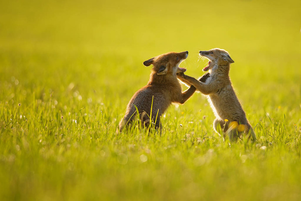 Два лисиці грають на літньому заході сонця
 - Фото, зображення