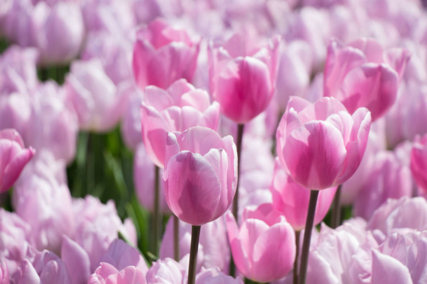 Pink color tulip flowers bloom  - Φωτογραφία, εικόνα