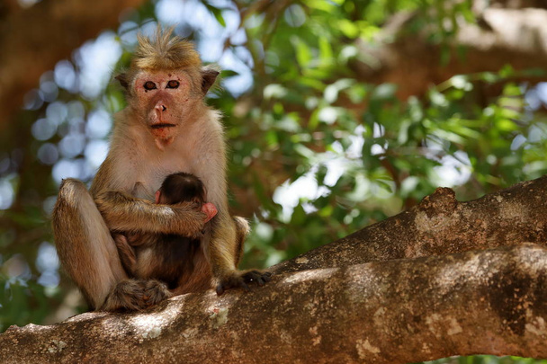 Villi Ceylon hattu apina Sri Lankassa
 - Valokuva, kuva