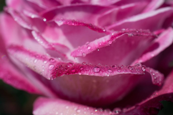 Beautiful colorful rose in close up view - Foto, imagen