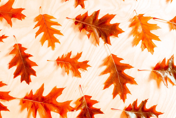 Abstract background of autumn oak leaves. Autumn background. - Φωτογραφία, εικόνα