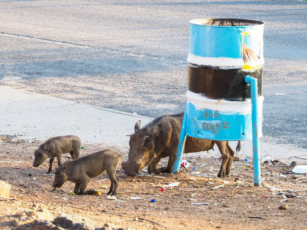 Gruppe wilder erwachsener Warzenschweine und Babys zeigen natürliches Verhalten beim Essen von Streetfood, indem sie das Vorderbein auf der lokalen Straße in der Nähe von Abfalleimern mit blauer und schwarzer Farbe beugen - Foto, Bild