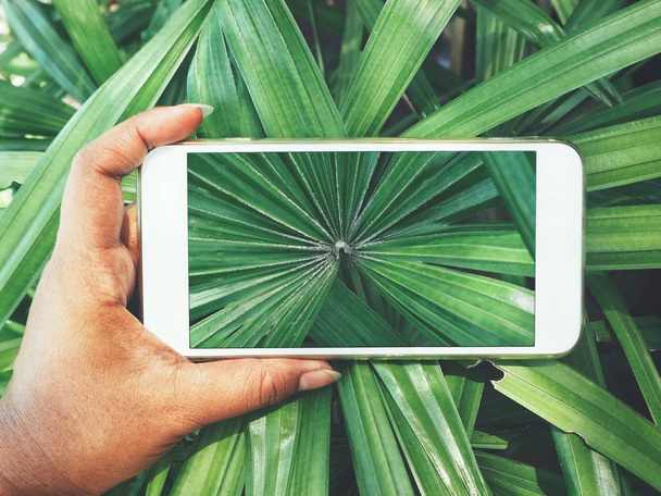 levágott lövés figyelembe fotó zöld pálmák személy elhagyja a smartphone - Fotó, kép