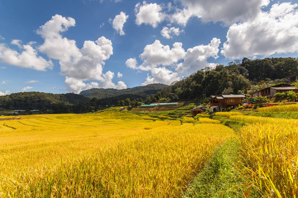 Zöld teraszos rizs mező Mae Klang Luang, Mae Chaem, Chiang Mai tartomány, Thaiföld - Fotó, kép