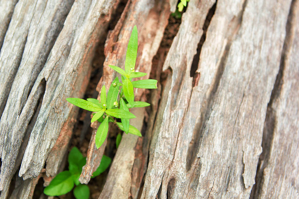 Jovem planta crescendo na árvore de madeira velha
 - Foto, Imagem