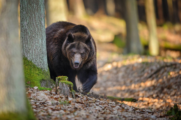 бурый медведь в лесу - Фото, изображение