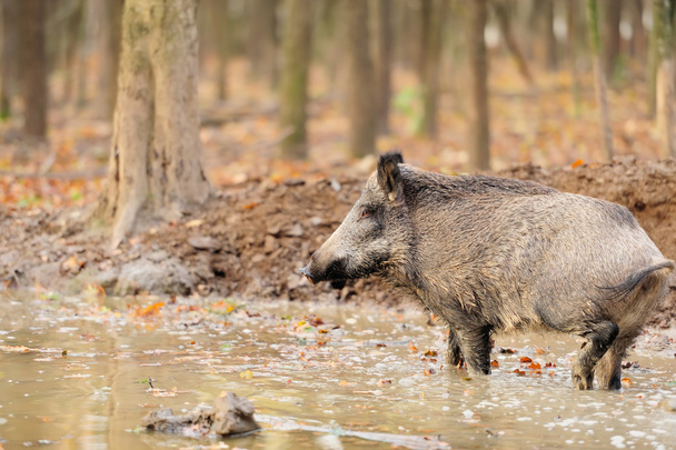 sonbahar ormanında yaban domuzu - Fotoğraf, Görsel