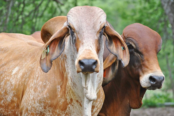 A portrait of 2 bulls - Photo, Image