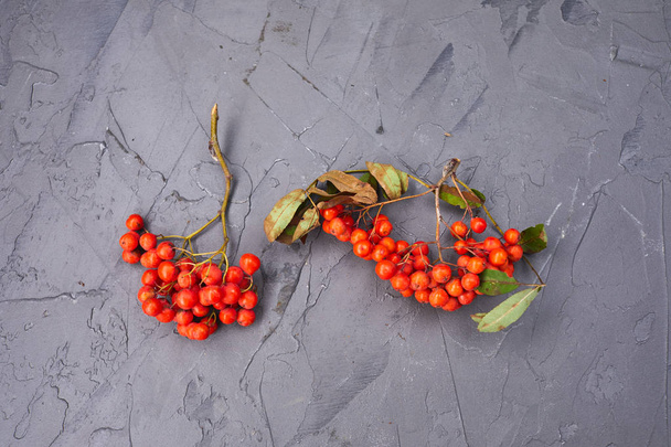 herfst rowanberry takken - Foto, afbeelding