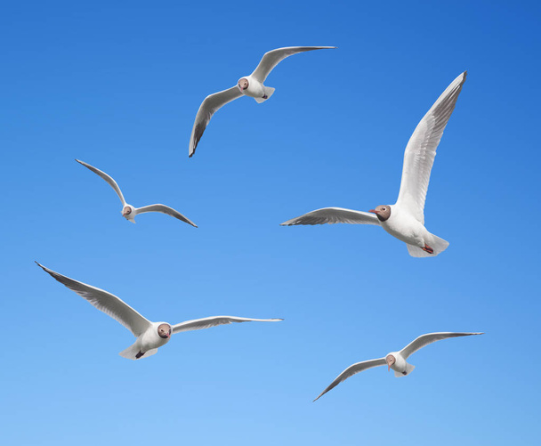 Mouettes volant sur le fond du ciel bleu
 - Photo, image