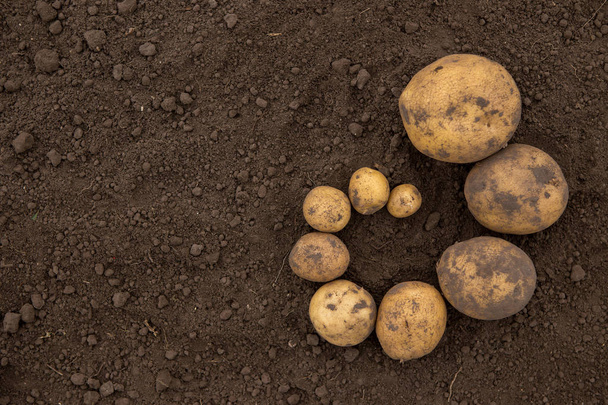 Textures plenty of fresh unpeeled potatoes harvested from the fi - Фото, зображення