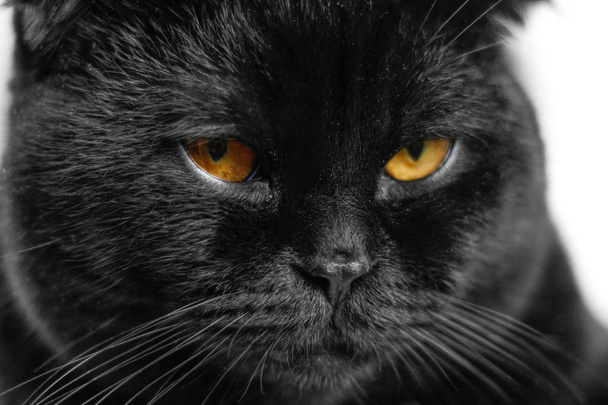 Γκρο πλαν σοβαρές μαύρη γάτα με κίτρινα μάτια στο σκοτάδι. Μαύρο το πρόσωπό  - Φωτογραφία, εικόνα