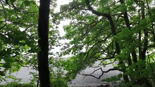 Blick vom Ufer durch Bäume - Filmmaterial, Video