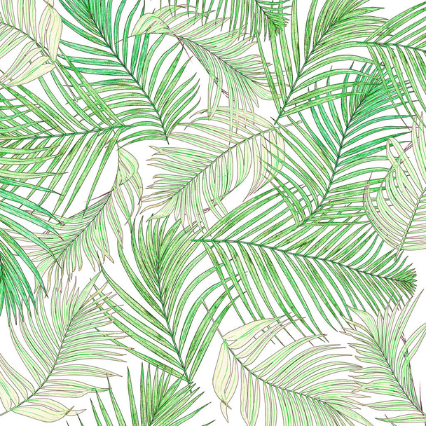 πράσινα φύλλα φοίνικα απομονωμένα σε λευκό φόντο - Φωτογραφία, εικόνα