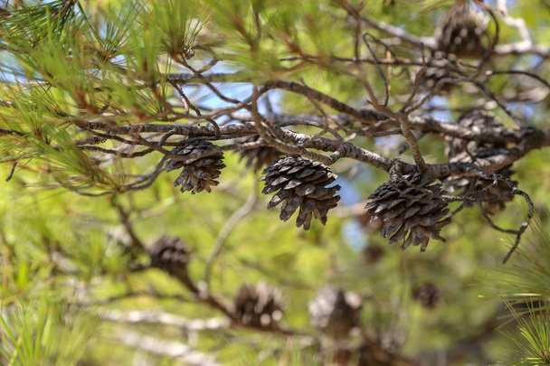 Pinea / Zapfen von Nadelbäumen / Kiefern und Zapfen - Foto, Bild