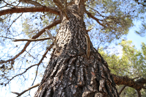 Bosque / Corteza del árbol de coníferas
 - Foto, imagen