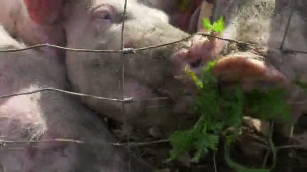 Pink pigs burrowing in the mud. - Footage, Video
